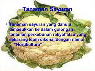 Tanaman Sayuran 
• Tanaman sayuran yang dahulu 
dimasukkan ke dalam golongan 
tanaman perkebunan rakyat atau yang 
sekarang lebih dikenal dengan nama 
“Hortikultura” 
 