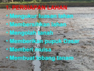 1. PERSIAPAN LAHAN 
• Mengukur luasan lahan 
• Membersihkan lahan 
• Mengolah tanah 
• Memberikan pupuk Dasar 
• Memberi mulsa 
• Membuat lobang tanam 
 