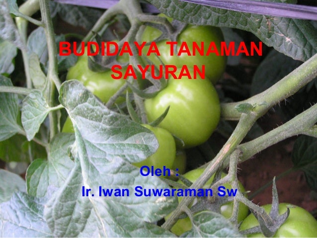 Budidaya tanaman sayuran