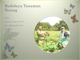 Budidaya Tanaman
Terong

Oleh :

Arneray Vega H (04)

Siti Mahmudah (31)

XI IPA 3
 