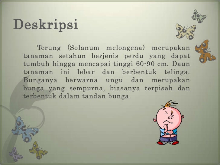 Budidaya tanaman terong Budidaya tanaman terong
