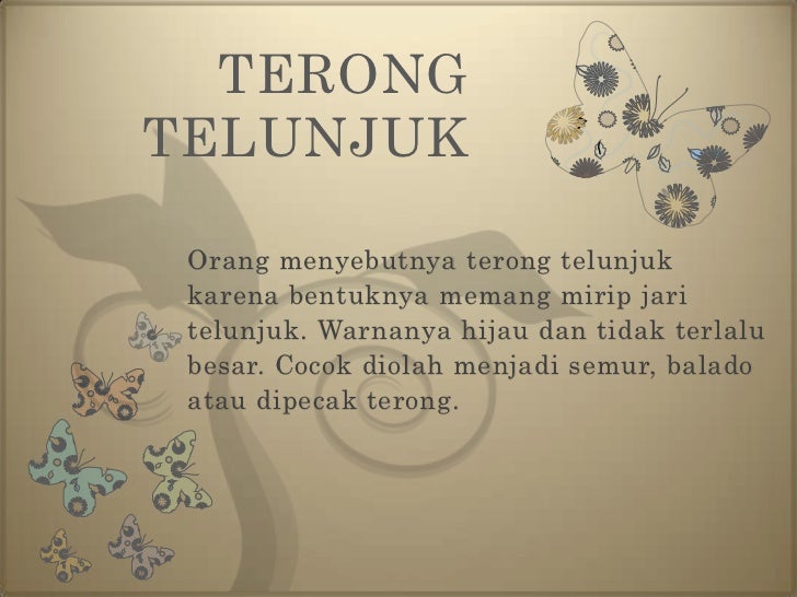 Budidaya tanaman terong Budidaya tanaman terong