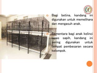  Bagi betina, kandang ini
digunakan untuk memelihara
dan mengasuh anak.
 Sementara bagi anak kelinci
lepas sapih, kandang ini
sering digunakan untuk
tempat pembesaran secara
kelompok.
 