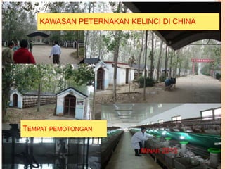 KAWASAN PETERNAKAN KELINCI DI CHINA
TEMPAT PEMOTONGAN
MINAR 2013
 