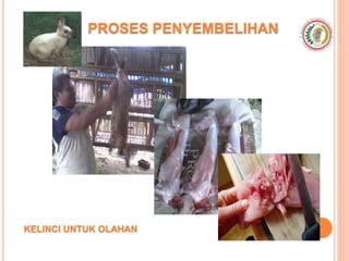 PROSES PENYEMBELIHAN
KELINCI UNTUK OLAHAN
 