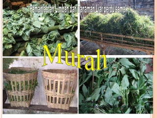 6
Penyuluhan Program Mhs KKN, 19
November 2013
Sintrong
(Crassocephalum crepidioides)
 