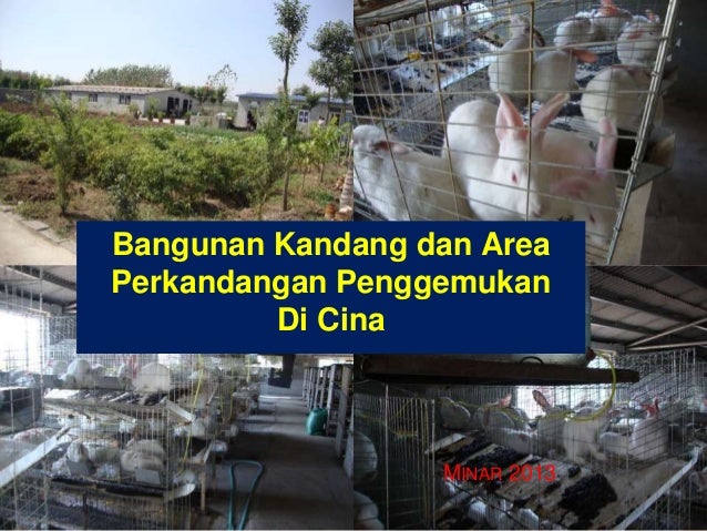 Budidaya ternak kelinci Budidaya ternak kelinci