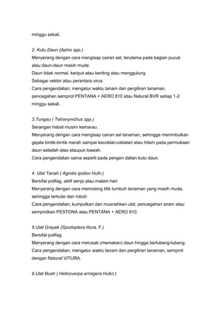 minggu sekali.
2. Kutu Daun (Aphis spp.)
Menyerang dengan cara mengisap cairan sel, terutama pada bagian pucuk
atau daun-daun masih muda
Daun tidak normal, keriput atau keriting atau menggulung
Sebagai vektor atau perantara virus
Cara pengendalian; mengatur waktu tanam dan pergiliran tanaman,
pencegahan semprot PENTANA + AERO 810 atau Natural BVR setiap 1-2
minggu sekali.
3.Tungau ( Tetranynichus spp.)
Serangan hebat musim kemarau.
Menyerang dengan cara mengisap cairan sel tanaman, sehingga menimbulkan
gejala bintik-bintik merah sampai kecoklat-coklatan atau hitam pada permukaan
daun sebelah atas ataupun bawah.
Cara pengendalian sama seperti pada pengen dalian kutu daun.
4. Ulat Tanah ( Agrotis ipsilon Hufn.)
Bersifat polifag, aktif senja atau malam hari
Menyerang dengan cara memotong titik tumbuh tanaman yang masih muda,
sehingga terkulai dan roboh
Cara pengendalian; kumpulkan dan musnahkan ulat, pencegahan siram atau
semprotkan PESTONA atau PENTANA + AERO 810.
5.Ulat Grayak (Spodoptera litura, F.)
Bersifat polifag.
Menyerang dengan cara merusak (memakan) daun hingga berlubang-lubang.
Cara pengendalian; mengatur waktu tanam dan pergiliran tanaman, semprot
dengan Natural VITURA.
6.Ulat Buah ( Helicoverpa armigera Hubn.)
 