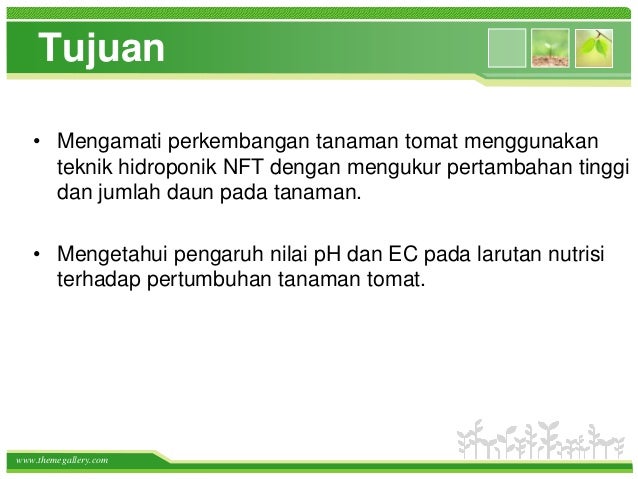 Budidaya tomat pada greenhouse imenggunakani itekniki inutrienti Budidaya tomat pada greenhouse imenggunakani itekniki inutrienti