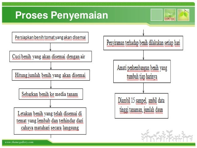 Budidaya tomat pada greenhouse imenggunakani itekniki inutrienti Budidaya tomat pada greenhouse imenggunakani itekniki inutrienti
