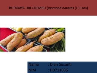 BUDIDAYA UBI CILEMBU (Ipomoea batatas (L.) Lam)
Nama : Dian Susanti
NIM : H0711035
 