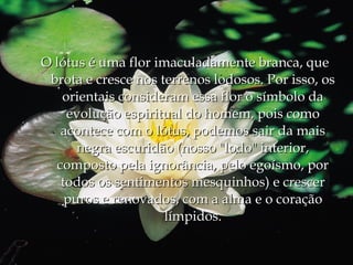 O lótus é uma flor imaculadamente branca, que
 brota e cresce nos terrenos lodosos. Por isso, os
    orientais consideram essa flor o símbolo da
     evolução espiritual do homem, pois como
    acontece com o lótus, podemos sair da mais
       negra escuridão (nosso "lodo" interior,
   composto pela ignorância, pelo egoísmo, por
    todos os sentimentos mesquinhos) e crescer
     puros e renovados, com a alma e o coração
                     límpidos.
 