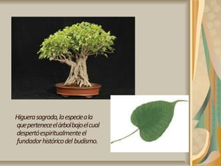 Higuerasagrada,laespecieala
queperteneceelárbolbajoelcual
despertóespiritualmenteel
fundadorhistóricodel budismo.
 