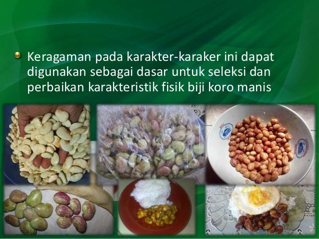 Keragaman Karakteristik Fisik Biji Koro Manis (Phaseolus lunatus L.)