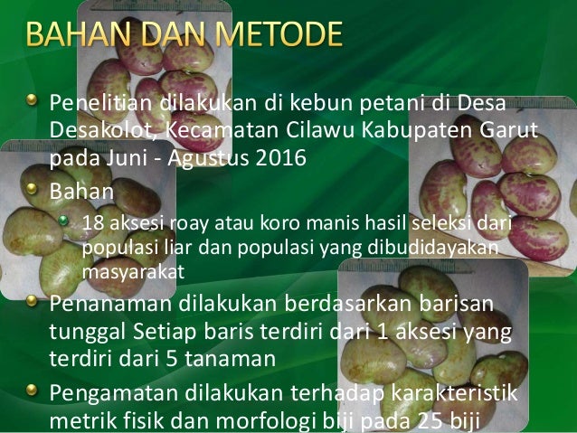 Keragaman Karakteristik Fisik Biji Koro Manis (Phaseolus lunatus L.)