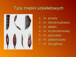Typy mięśni szkieletowych
1.
2.
3.
4.
5.
6.
7.

m.
m.
m.
m.
m.
m.
m.

prosty
dwubrzuścowy
płaski
wrzecionowaty
pierzasty
półpierzasty
dwugłowy

 