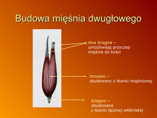 Budowa mięśnia dwugłowego
dwa ścięgna –
umożliwiają przyczep
mięśnia do kości

brzusiec –
zbudowany z tkanki mięśniowej

ścięgno –
zbudowane
z tkanki łącznej włóknistej

 