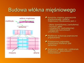 Budowa włókna mięśniowego
włókno mięśniowe
miofibryle

Komórka mięśnia poprzecznie
prążkowanego (włókno
mięśniowe) zbudowana jest z:
- błony komórkowej (sarkolema)
- licznych jąder
- cytoplazmy (sarkoplazma)
- włókienek kurczliwych
(miofibryli).

sarkomer

Miofibryle wykazują poprzeczne
prążkowanie.
Podstawową jednostką
budulcową miofibryli jest
sarkomer.

miozyna

aktyna

Sarkomer składa się z włókienek
białkowych: aktynowych i
miozynowych

 