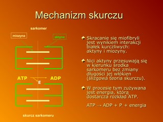 Mechanizm skurczu
sarkomer
miozyna

ATP

aktyna

E

ADP

Skracanie się miofibryli
jest wynikiem interakcji
białek kurczliwych:
aktyny i miozyny.
Nici aktyny przesuwają się
w kierunku środka
sarkomeru bez zmiany
długości jej włókien
(ślizgowa teoria skurczu).
W procesie tym zużywana
jest energia, którą
dostarcza rozkład ATP.
ATP → ADP + Pi + energia

skurcz sarkomeru

 