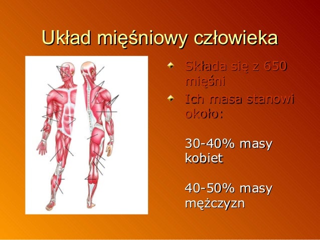 Budowa miesni