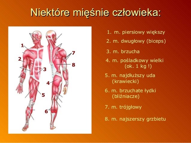 Anatomia Człowieka Mięśnie I Ich Przyczepy www.slideshare.net