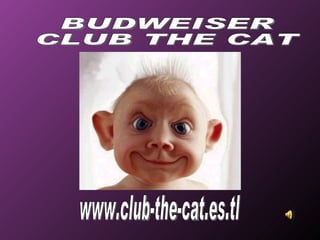 www.club-the-cat.es.tl BUDWEISER CLUB THE CAT 