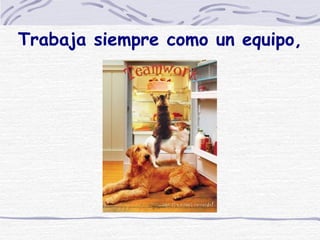 Trabaja siempre como un equipo, 