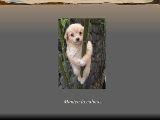 Manten la calma…