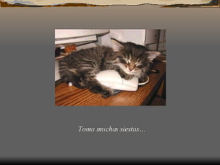 Toma muchas siestas…