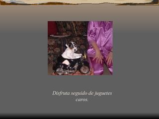 Disfruta seguido de juguetes caros.