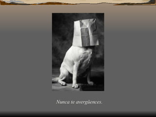 Nunca te avergüences.