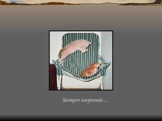 Siempre sorprende…
