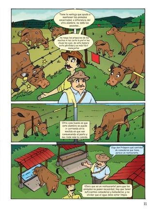 Tiene la ventaja que ayuda a
mantener los animales
encerrados; a diferencia del
otro alambre, no daña los
pezones...

...no rasga los prepucios de los
machos ni les corta la piel ni les
chuza los ojos, de esta manera
evito pérdidas y es más fácil
manejarlos

Otra cosa buena es que
este alambre se puede
ir corriendo en la
medida en que van
consumiendo el pasto y
me rinde más la comida.

Oiga don Próspero qué cantidad
de comederos que tiene,
parece un restaurante.

¡Claro que es un restaurante! para que los
animales no pasen necesidad, hay que tener
suficientes comederos y bebederos, y no
olvidar que el agua debe estar limpia.

11

 