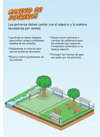 Manejo de
Potreros

Los potreros deben contar con el espacio y la sombra
necesarios por animal.
Las áreas se deben disponer

*para evitar caídas y problemas
podales de los animales.

Implemente la rotación para

*que las praderas descansen.

Realice control permanente de
las malezas.

*

Deben existir potreros o

*corrales de aislamiento para

los animales que requieran
tratamiento veterinario o un
manejo especial.
Proteger las fuentes de agua

*que pasen por los potreros.

 