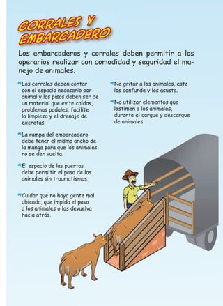 corrales y
o
embarcader

Los embarcaderos y corrales deben permitir a los
operarios realizar con comodidad y seguridad el manejo de animales..
Los corrales deben contar

*con el espacio necesario por

animal y los pisos deben ser de
un material que evite caídas,
problemas podales, facilite
la limpieza y el drenaje de
excretas.
La rampa del embarcadero
debe tener el mismo ancho de
la manga para que los animales
no se den vuelta.

*

El espacio de las puertas

*debe permitir el paso de los
animales sin traumatismos.

Cuidar que no haya gente mal

*ubicada, que impida el paso

a los animales o los devuelva
hacia atrás.

No gritar a los animales, esto

*los confunde y los asusta.

No utilizar elementos que
lastimen a los animales,
durante el cargue y descargue
de animales.

*

 
