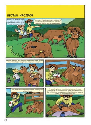 RECIéN NACIDOS
Bueno, y los terneros, ¿cómo
ha hecho para que no se le
mueran tanto? Porque en mi
finca sí se mueren muchos.

Lo primero, fue adecuar un potrero cerca de
la casa para meter ahí las vacas próximas,
cuando ya sólo les falta un mes para parir.

Así estoy pendiente de la cría desde que nace para que no arrimen
los chulos o los perros a jalarle el ombligo para comerselo.

Tan pronto nace, corremos a cortarle el ombligo, se
le hace el nudo

28

Y luego le aplicamos un desinfectante como el yodo o
cualquiera de los otros moraditos que se aplican en aerosol.
Eso es bien importante para evitar las infecciones, que es lo
que más los mata los primeros días.

 