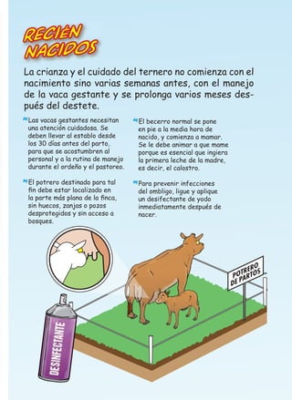 Recién
Nacidos

La crianza y el cuidado del ternero no comienza con el
nacimiento sino varias semanas antes, con el manejo
de la vaca gestante y se prolonga varios meses después del destete.
Las vacas gestantes necesitan

*una atención cuidadosa. Se

deben llevar al establo desde
los 30 días antes del parto,
para que se acostumbren al
personal y a la rutina de manejo
durante el ordeño y el pastoreo.
El potrero destinado para tal

*ﬁn debe estar localizado en

la parte más plana de la ﬁnca,
sin huecos, zanjas o pozos
desprotegidos y sin acceso a
bosques.

El becerro normal se pone

*en pie a la media hora de

nacido, y comienza a mamar.
Se le debe animar a que mame
porque es esencial que ingiera
la primera leche de la madre,
es decir, el calostro.
Para prevenir infecciones
del ombligo, ligue y aplique
un desifectante de yodo
inmediatamente después de
nacer.

*

 