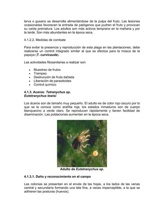 larva o gusano se desarrolla alimentándose de la pulpa del fruto. Las lesiones
ocasionadas favorecen la entrada de patógenos que pudren el fruto y provocan
su caída prematura. Los adultos son más activos temprano en la mañana y por
la tarde. Son más abundantes en la época seca.
4.1.2.2. Medidas de combate
Para evitar la presencia y reproducción de esta plaga en las plantaciones, debe
realizarse un control integrado similar al que se efectúa para la mosca de la
papaya (T. curvicauda).
Las actividades fitosanitarias a realizar son:
• Muestreo de frutos
• Trampeo
• Destrucción de fruta dañada
• Liberación de parasitoides
• Control químico
4.1.3. Acaros: Tetranychus sp.
Eutetranychus lewisi
Los ácaros son de tamaño muy pequeño. El adulto es de color rojo oscuro por lo
que se le conoce como arañita roja, los estados inmaduros son de cuerpo
blanquecino a verde claro. Se reproducen rápidamente y tienen facilidad de
diseminación. Las poblaciones aumentan en la época seca.
Adulto de Eutetranychus sp.
4.1.3.1. Daño y reconocimiento en el campo
Las colonias se presentan en el envés de las hojas, a los lados de las venas
central y secundaría formando una tela fina, a veces imperceptible, a la que se
adhieren las posturas (huevos).
 