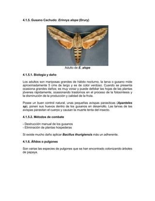 4.1.5. Gusano Cachudo: Erinnys alope (Drury)
Adulto de E. alope
4.1.5.1. Biología y daño
Los adultos son mariposas grandes de hábito nocturno, la larva o gusano mide
aproximadamente 5 cms de largo y es de color verdoso. Cuando se presenta
ocasiona grandes daños; es muy voraz y puede defoliar las hojas de las plantas
jóvenes rápidamente, ocasionando trastornos en el proceso de la fotosíntesis y
la disminución de la producción y calidad de la fruta.
Posee un buen control natural, unas pequeñas avispas parasíticas (Apanteles
sp), ponen sus huevos dentro de los gusanos en desarrollo. Las larvas de las
avispas parasitan el cuerpo y causan la muerte lenta del insecto.
4.1.5.2. Métodos de combate
- Destrucción manual de los gusanos
- Eliminación de plantas hospederas
Si existe mucho daño aplicar Bacillus thurigiensis más un adherente.
4.1.6. Áfidos o pulgones
Son varias las especies de pulgones que se han encontrado colonizando árboles
de papaya.
 