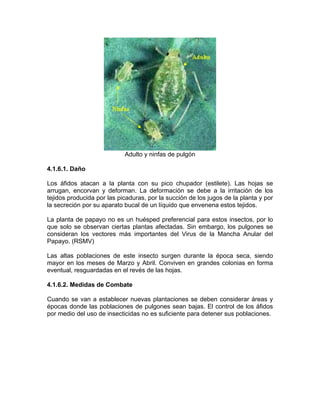 Estilete Insectos Buenaspracticaspapaya | PDF