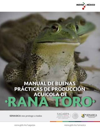 MANUAL DE BUENAS
PRÁCTICAS DE PRODUCCIÓN
ACUÍCOLA DE
RANA TORO
 