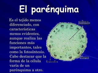 El parénquima
Es el tejido menos
diferenciado, con
características
menos evidentes,
aunque realiza las
funciones más
importantes, tales
como la fotosíntesis.
Cabe destacar que la
forma de la célula
varía de un
parénquima a otro.
 