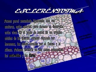 ESCLERÉNQUIMA
Poseen pared secundaria lignificada; una vez
maduras, están muertas, pero durante su desarrollo
están vivas. Es el tejido de sostén de los órganos
adultos de las plantas, estando regulado por
hormonas, las cuales circulan por el floema y el
xilema. Podemos dividirla en dos clases principales;
las esclereidas y las fibras.
 