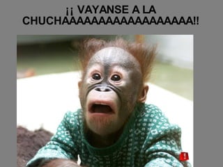 ¡¡ VAYANSE A LA CHUCHAAAAAAAAAAAAAAAAAA!!