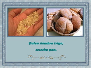 Quien siembra trigo, cosecha pan. 