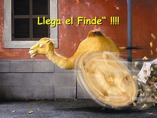 Llega el Finde“ !!!!Llega el Finde“ !!!!
 