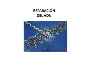 REPARACIÓN
DEL ADN
 