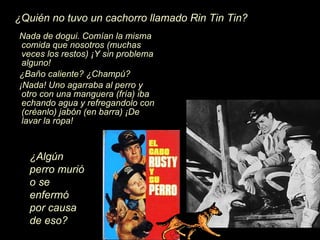 Nada de dogui. Com í an la misma comida que nosotros (muchas veces los restos)  ¡Y  sin problema alguno! ¿ Ba ñ o caliente?  ¿Ch ampú? ¡N ada! Uno agarraba al perro y otro con una manguera (fr í a) iba echando agua y refregandolo con (cr éanlo ) jab ón  (en barra)  ¡D e lavar la ropa! ¿ Alg ún  perro muri ó  o se enferm ó  por causa de eso? ¿ Qui én  no tuvo un cachorro llamado Rin Tin Tin? 