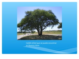 Caldén árbol que se puede encontrar
en Buenos Aires
 