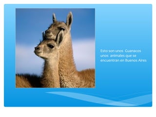 Esto son unos Guanacos
unos animales que se
encuentran en Buenos Aires
 